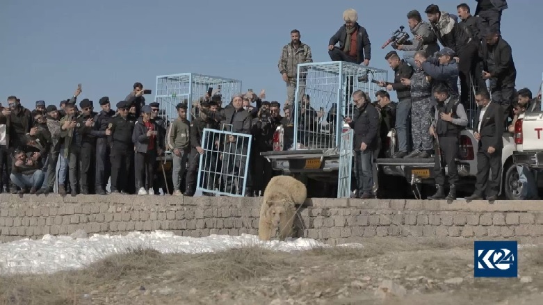 آزادسازی شش خرس در طبیعت اقلیم کوردستان